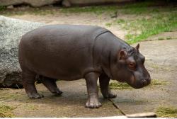 Hippo baby